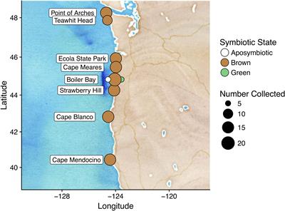 Microbiome Variation in an Intertidal Sea Anemone Across Latitudes and Symbiotic States